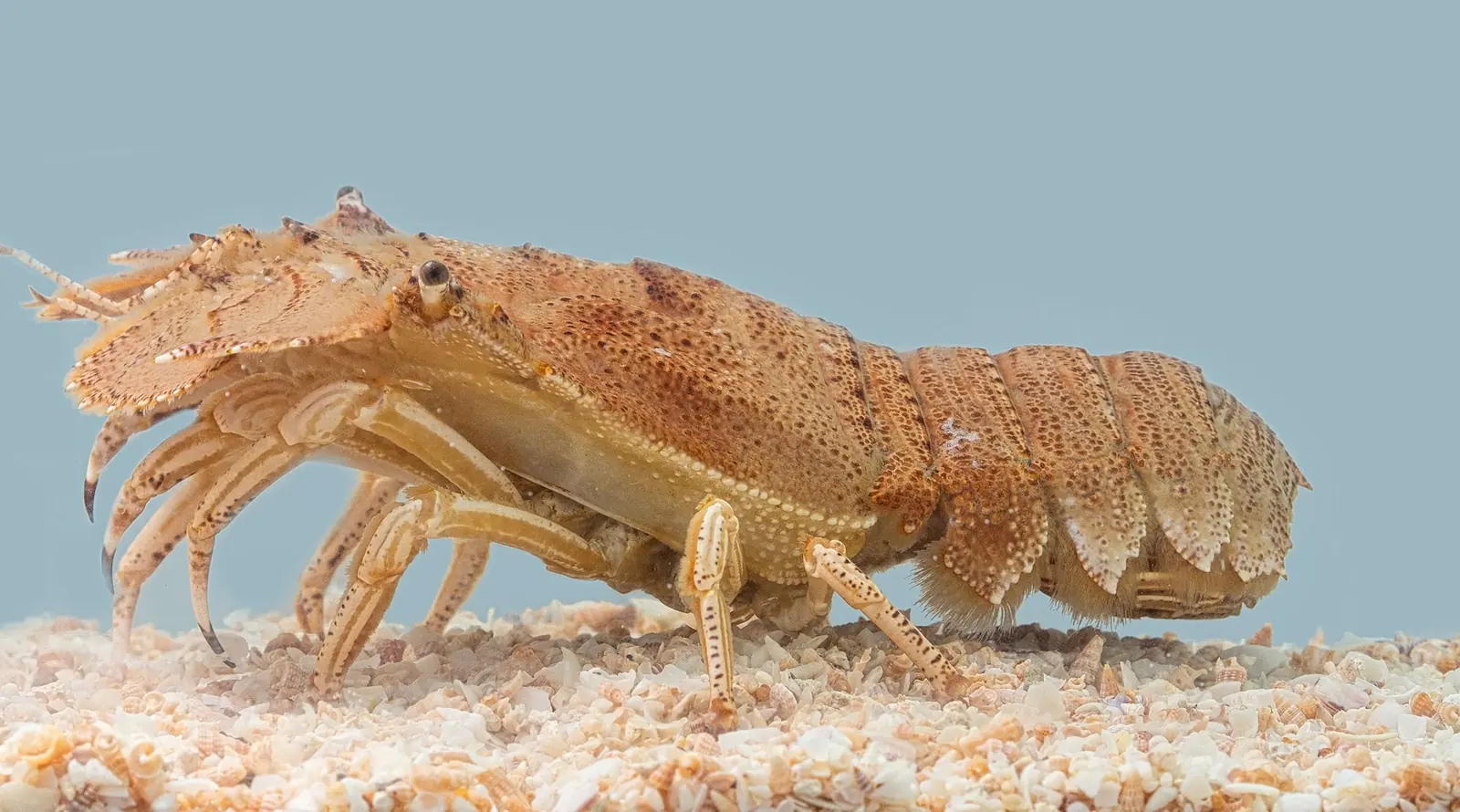 A live bay lobster on sand