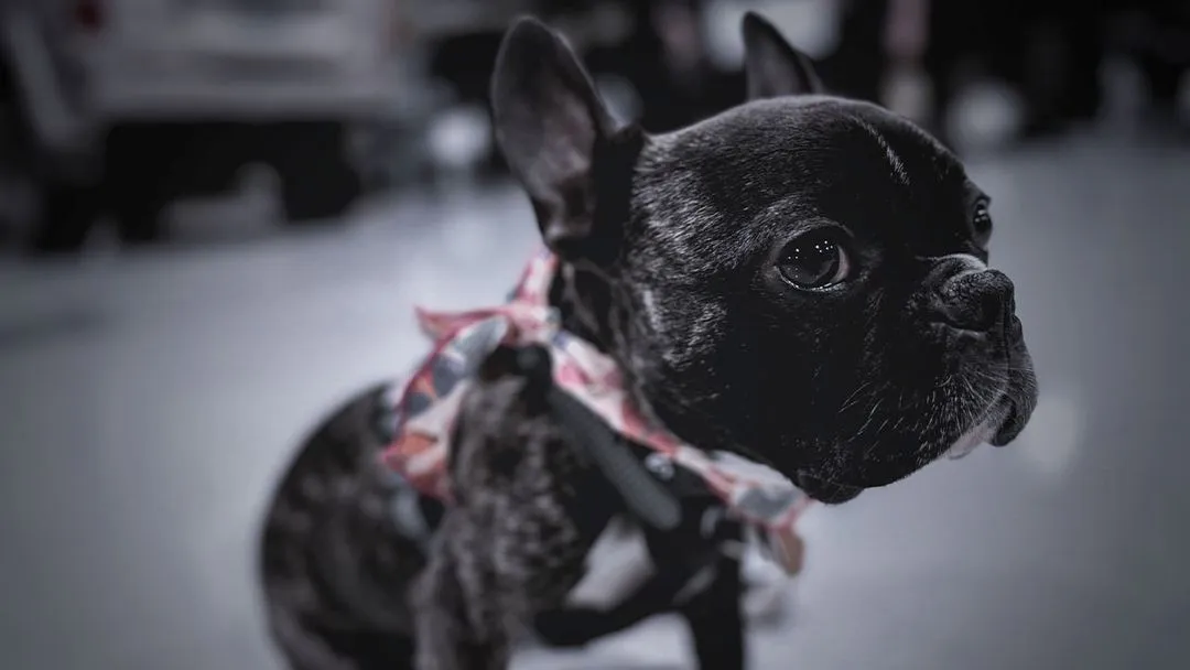 Close-up of Jellybean, the Cooper’s Garage shop dog, wearing a colorful bandana

