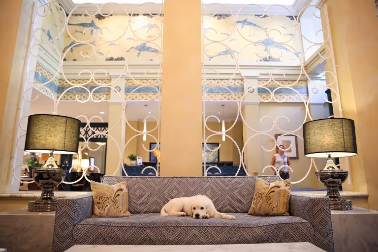 Pet Friendly Hotels _ hotel property management software