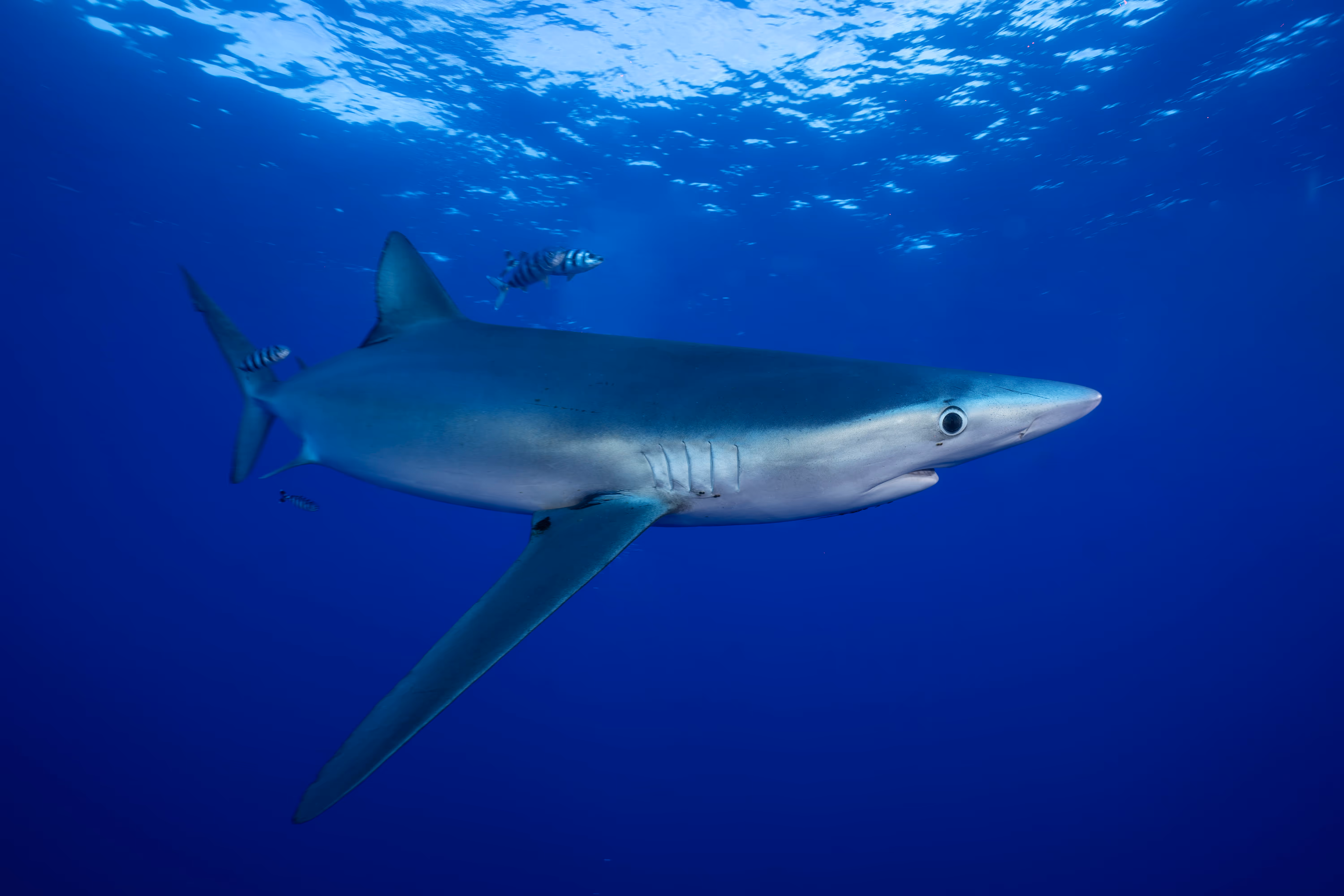 Blue shark