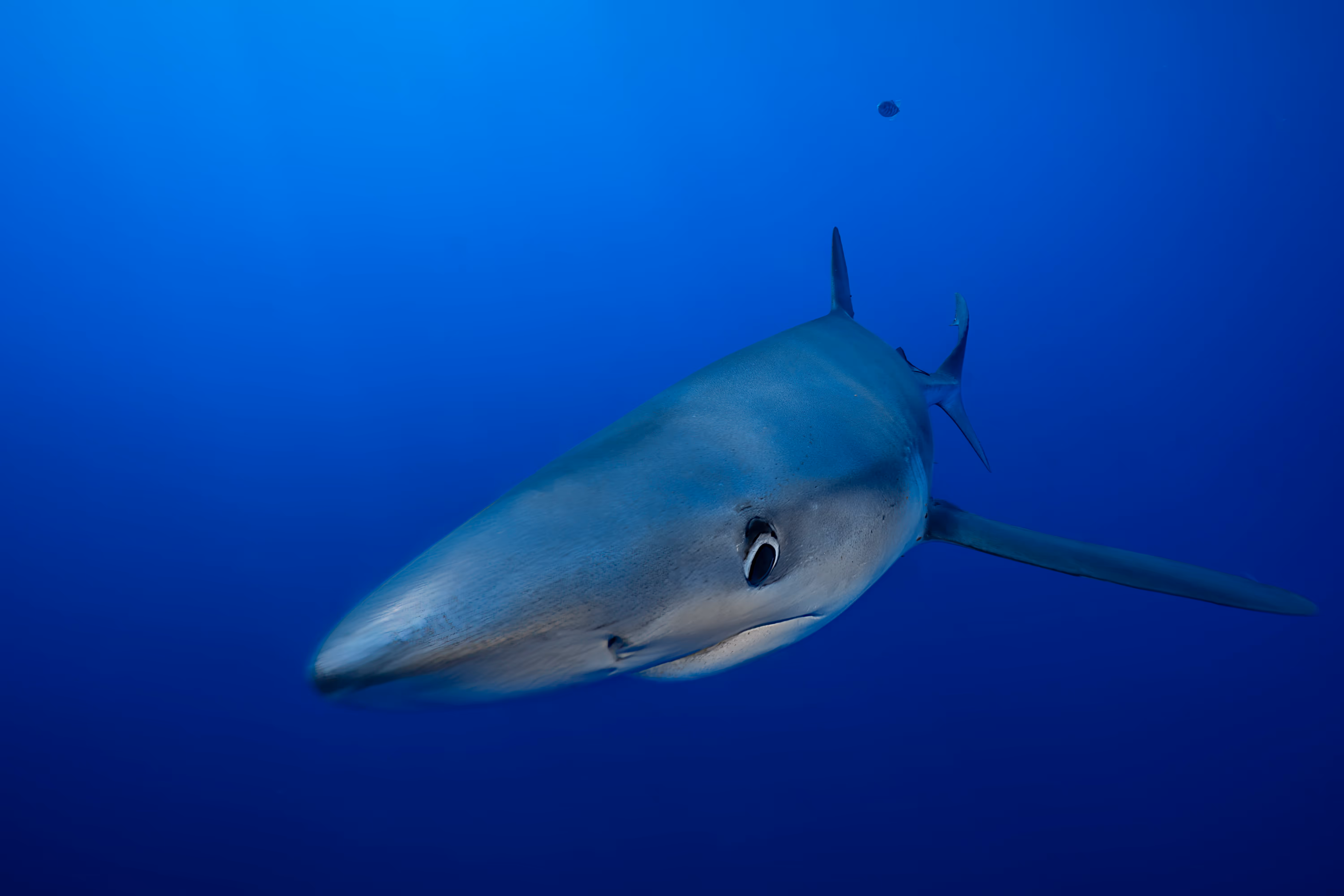 Blue shark pic