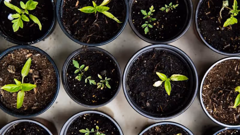 The Surprising Power of Growth Mindset in Reducing Stress