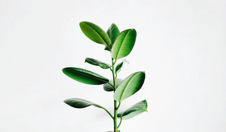 The Biggest Myth About Growth Mindset