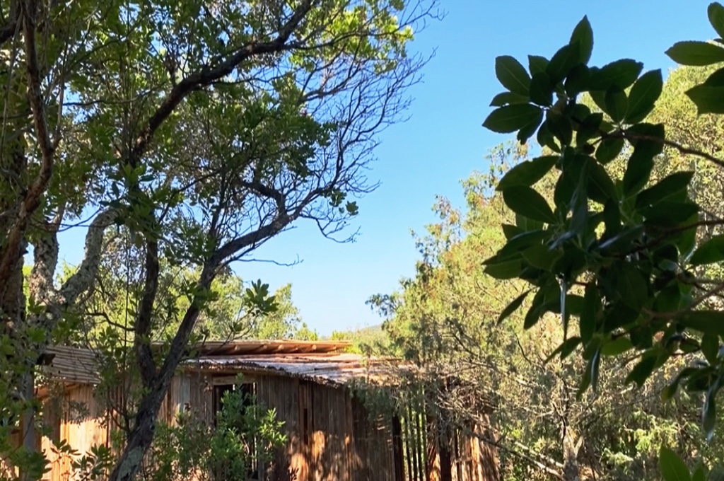 Wooden cabin partially hidden among trees under a clear blue sky.