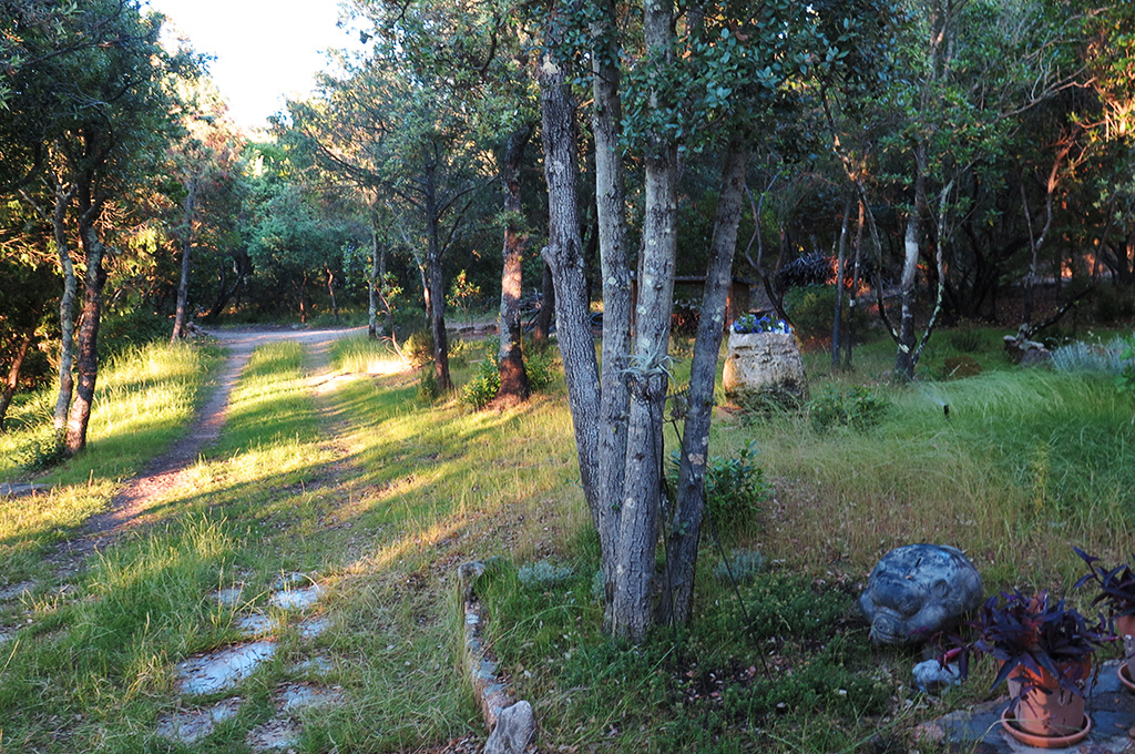 Sunlit dirt path winding through a forest with tall trees and grassy undergrowth.