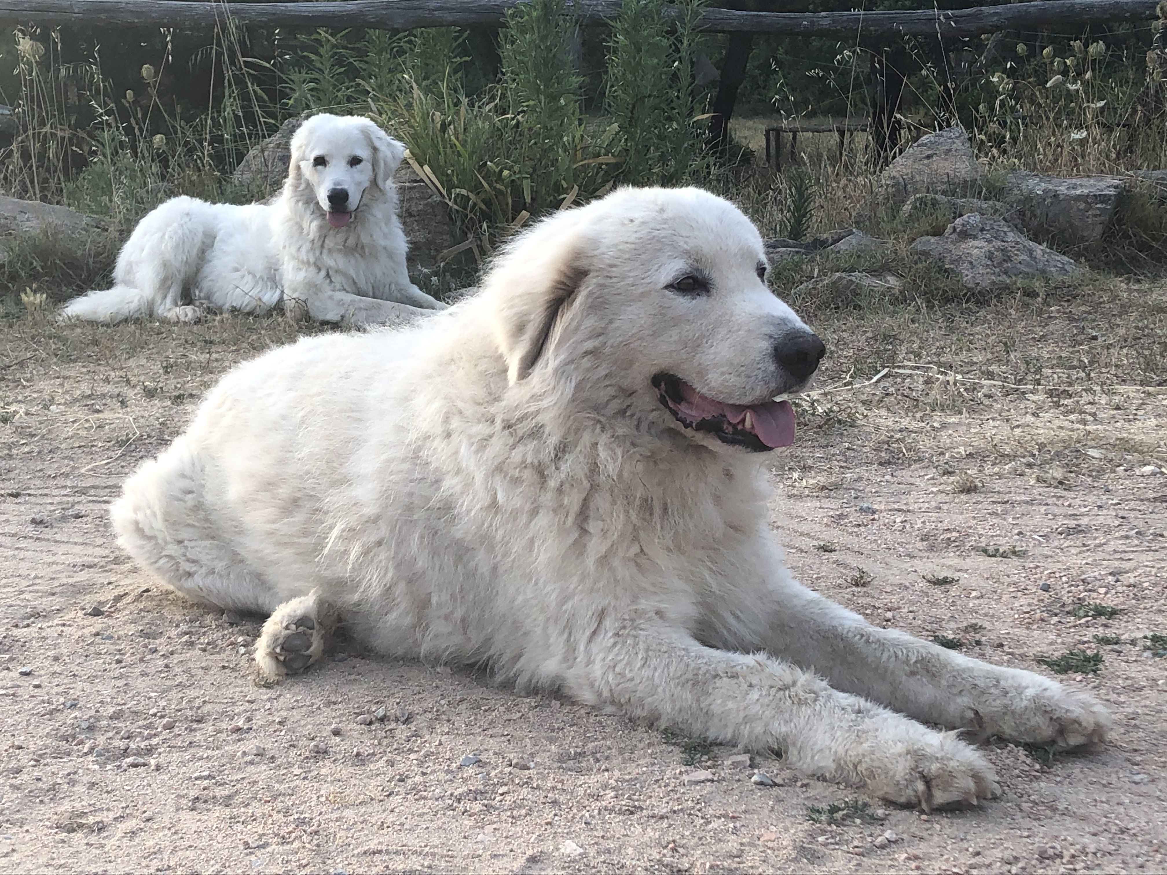 Two large fluffy white dogs lying on dirt ground with rocks and plants in the background.