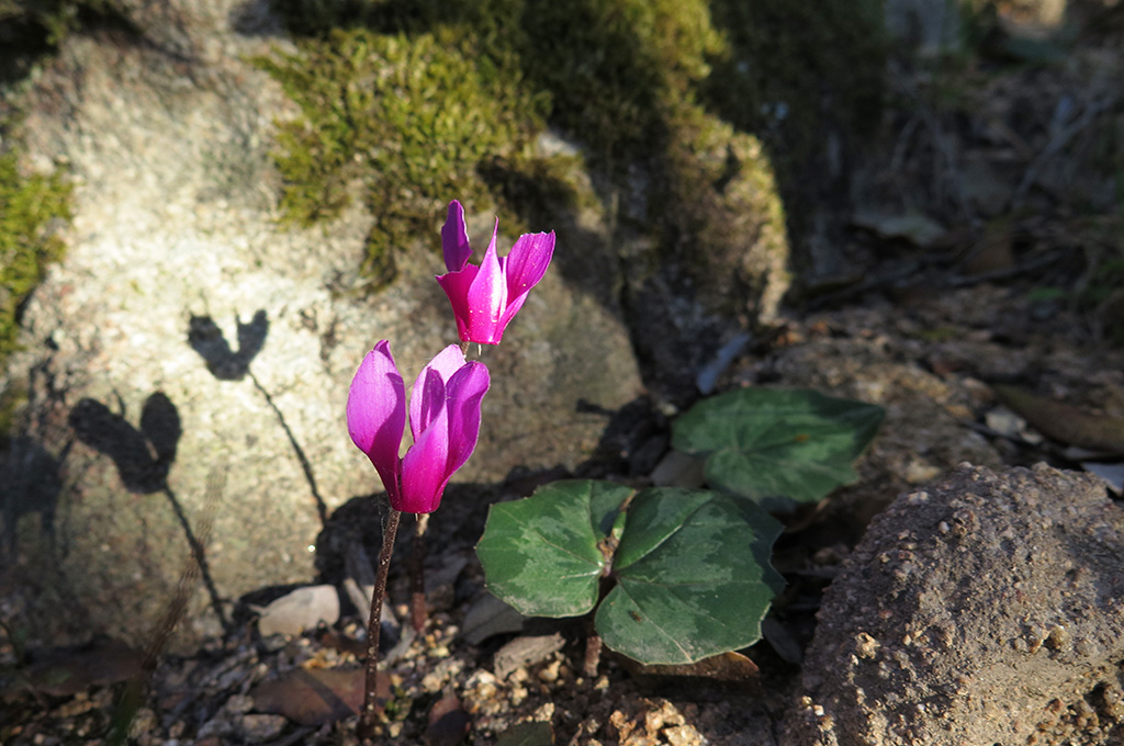 Bright pink cyclamen flowers with green leaves growing among mossy rocks and soil, casting shadows on a rock surface.