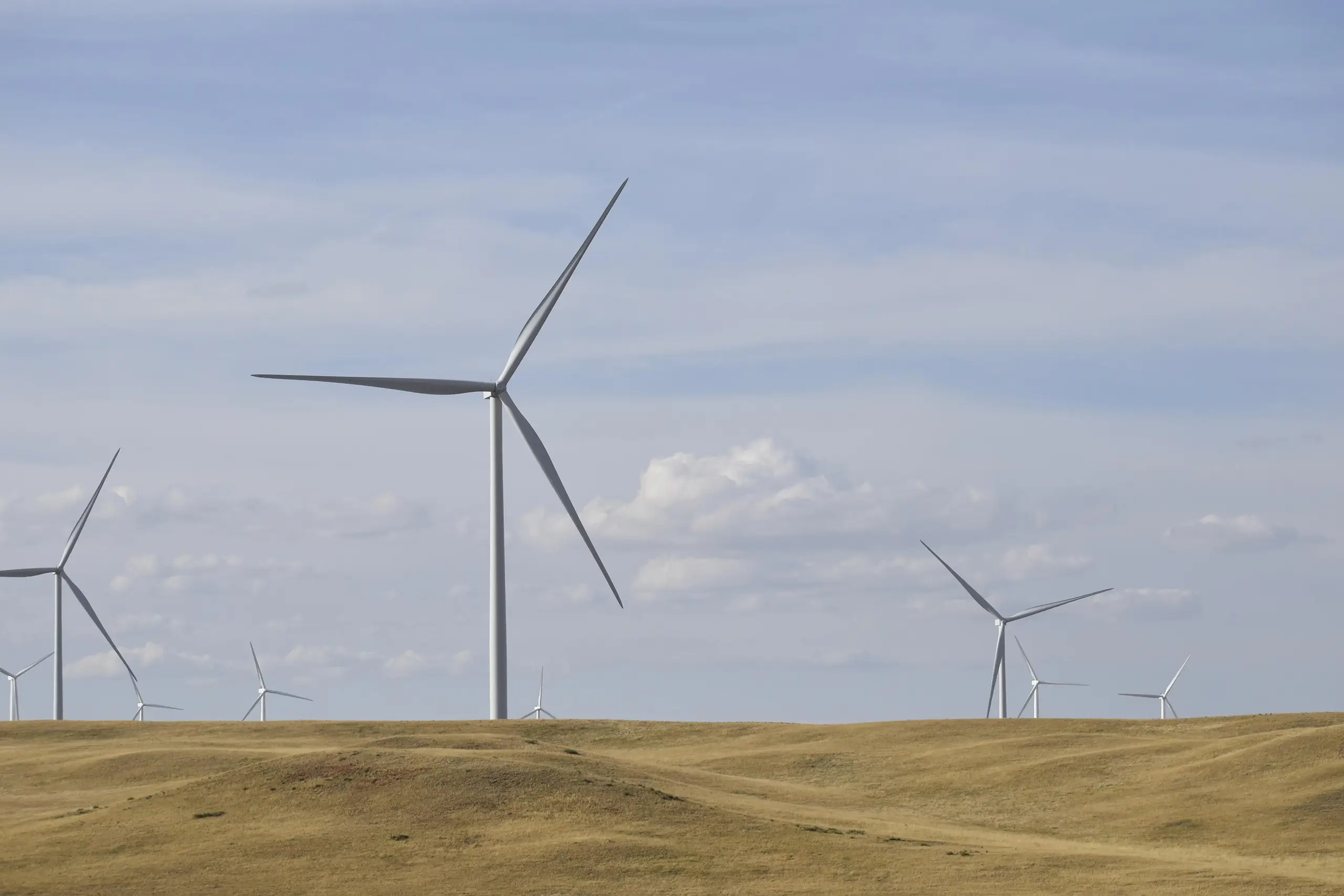 Windmills in a field