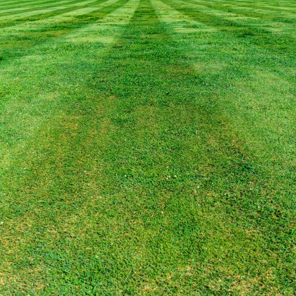 Freshly mowed lawn with striped pattern of green grass