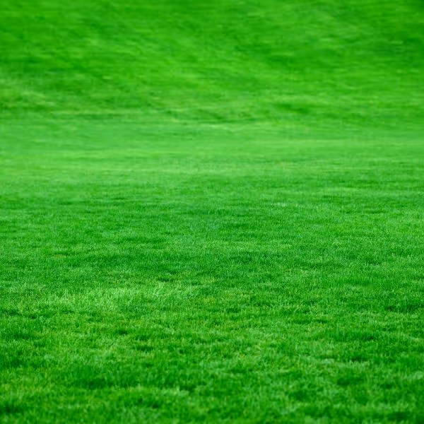 Bright green, freshly mowed lawn with uniform grass texture