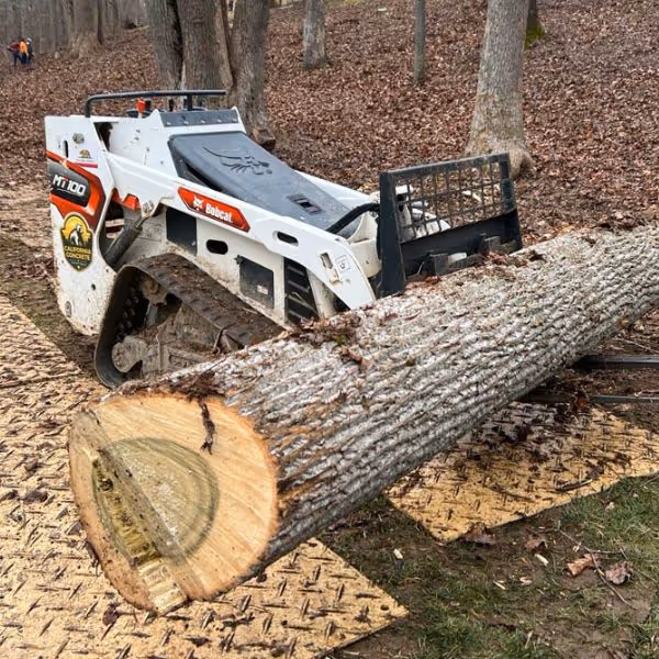 Bobcat MT100 mini track loader lifting a large tree log in a wooded area with fallen leaves on the ground.