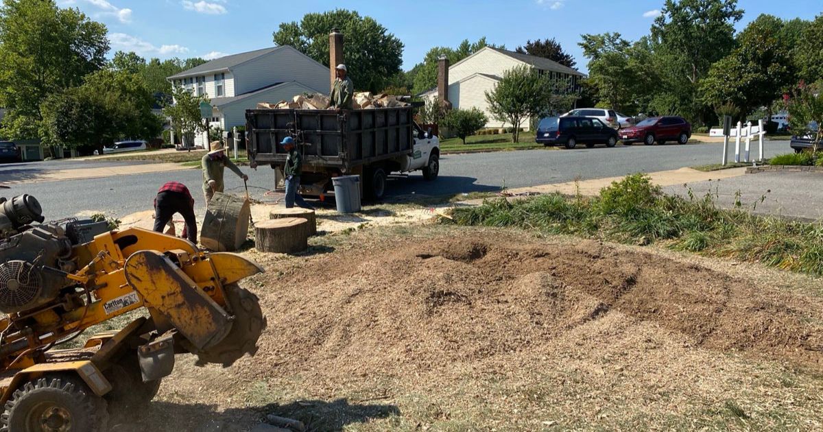 Workers removing tree stump with heavy equipment in suburban neighborhood