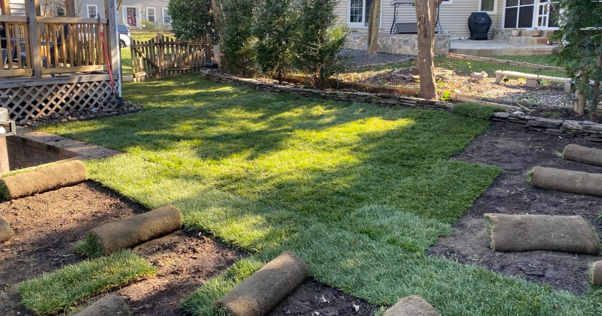 Backyard with newly laid sod grass rolls and landscaping in progress