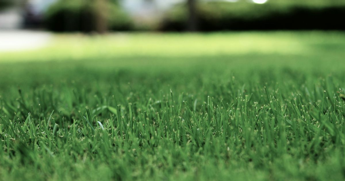 Close-up of lush green grass with blurred background
