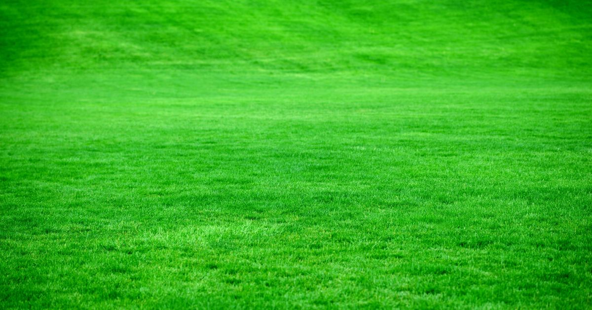 Lush green grass field with vibrant texture and uniform color