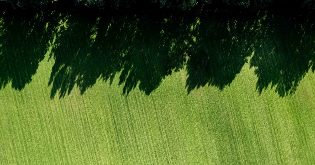 Tree shadows cast on bright green, neatly mowed grass field