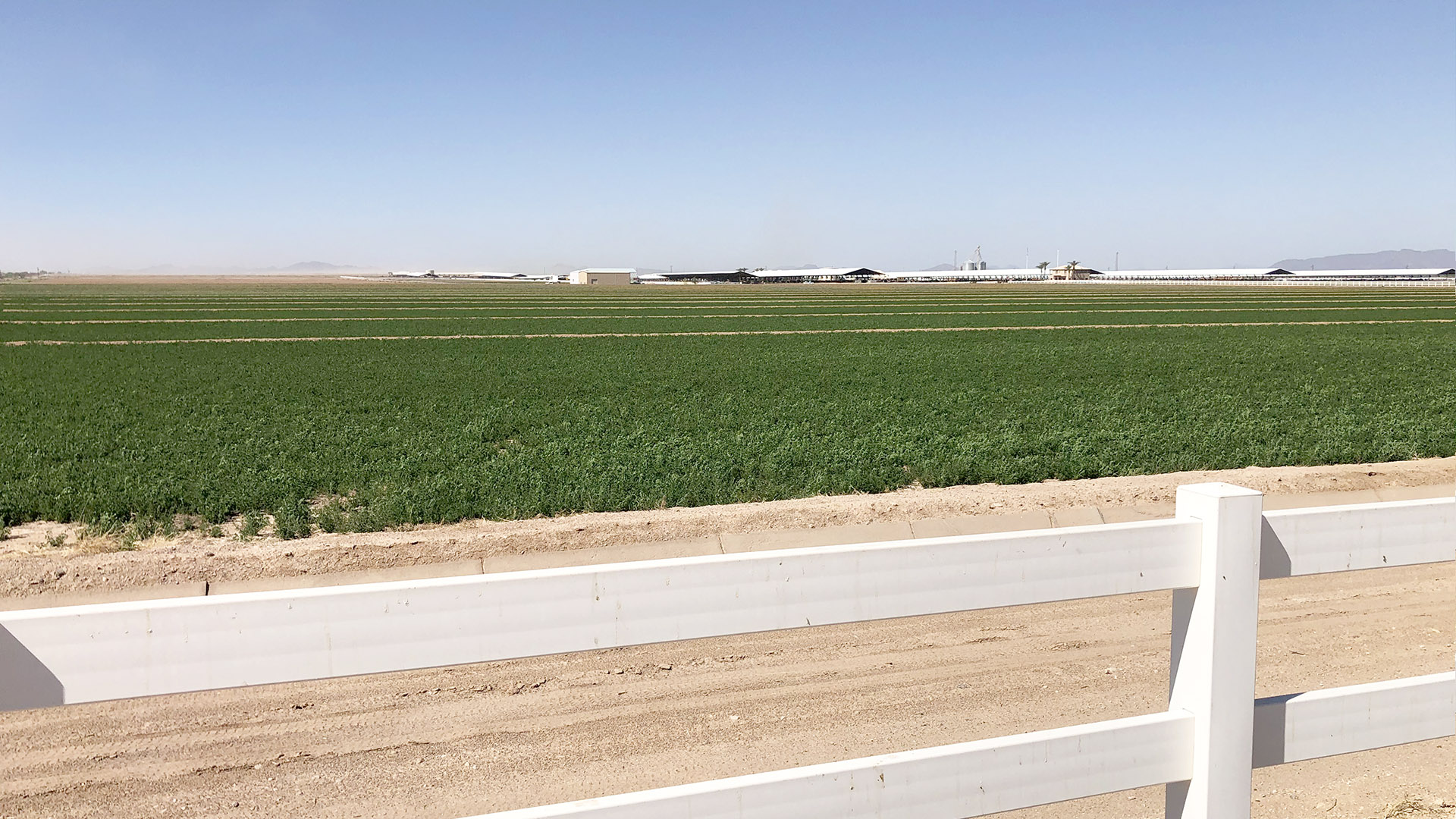 A green field in Yuma County, Arizona, with cooling sheds on the horizon under a clear sky