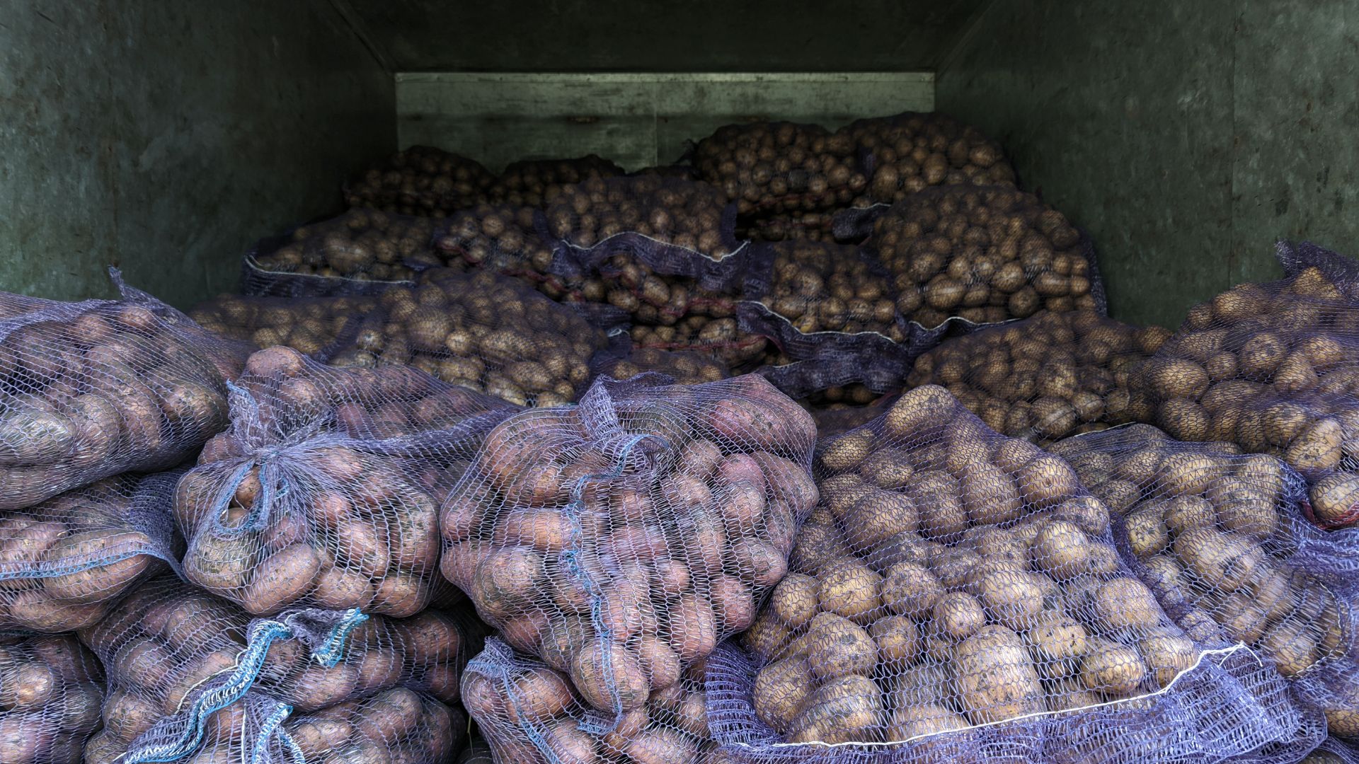 Pacific Northwest potato harvest