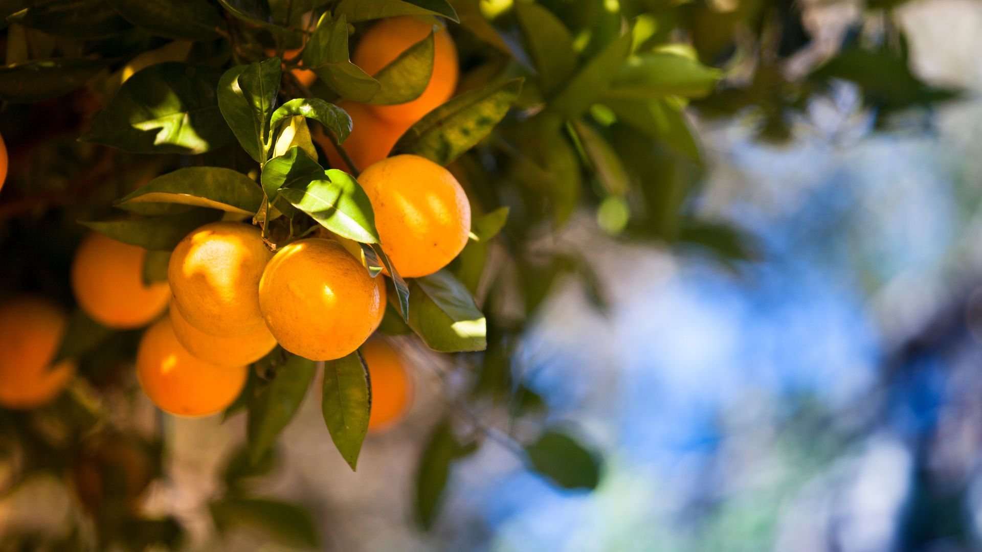 California citrus