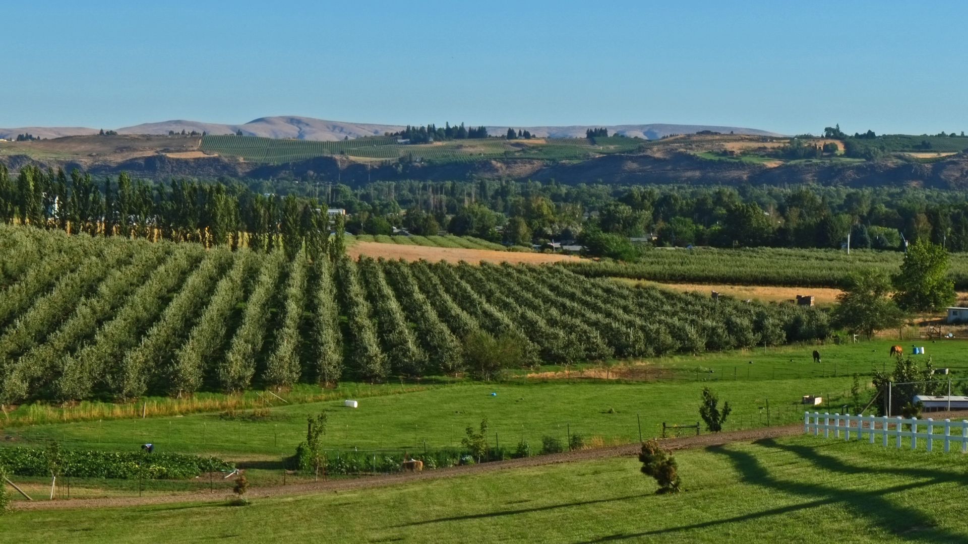 Rows of orchard trees beside green pastures and a white fence, with tree-lined fields and dry hills under a clear blue sky