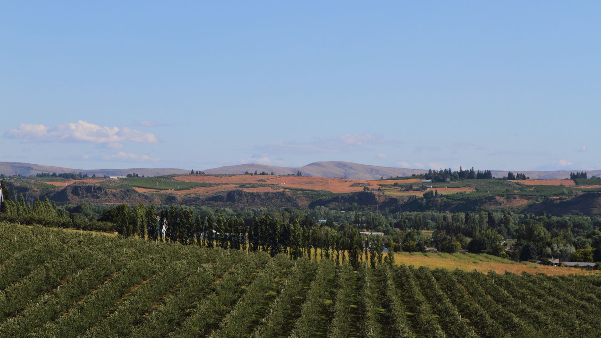 Long rows of orchard trees in the foreground, with tall poplars, scattered houses and dry hills beyond under a blue sky