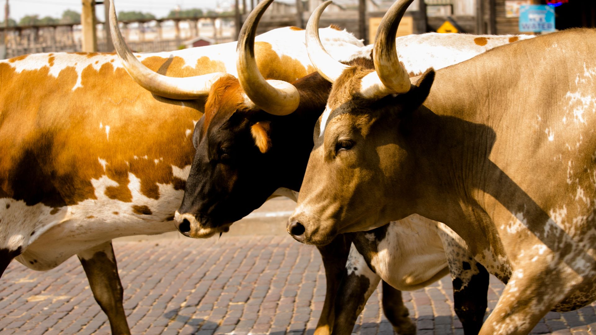 Two longhorn cattle with wide curved horns walking on a brick street