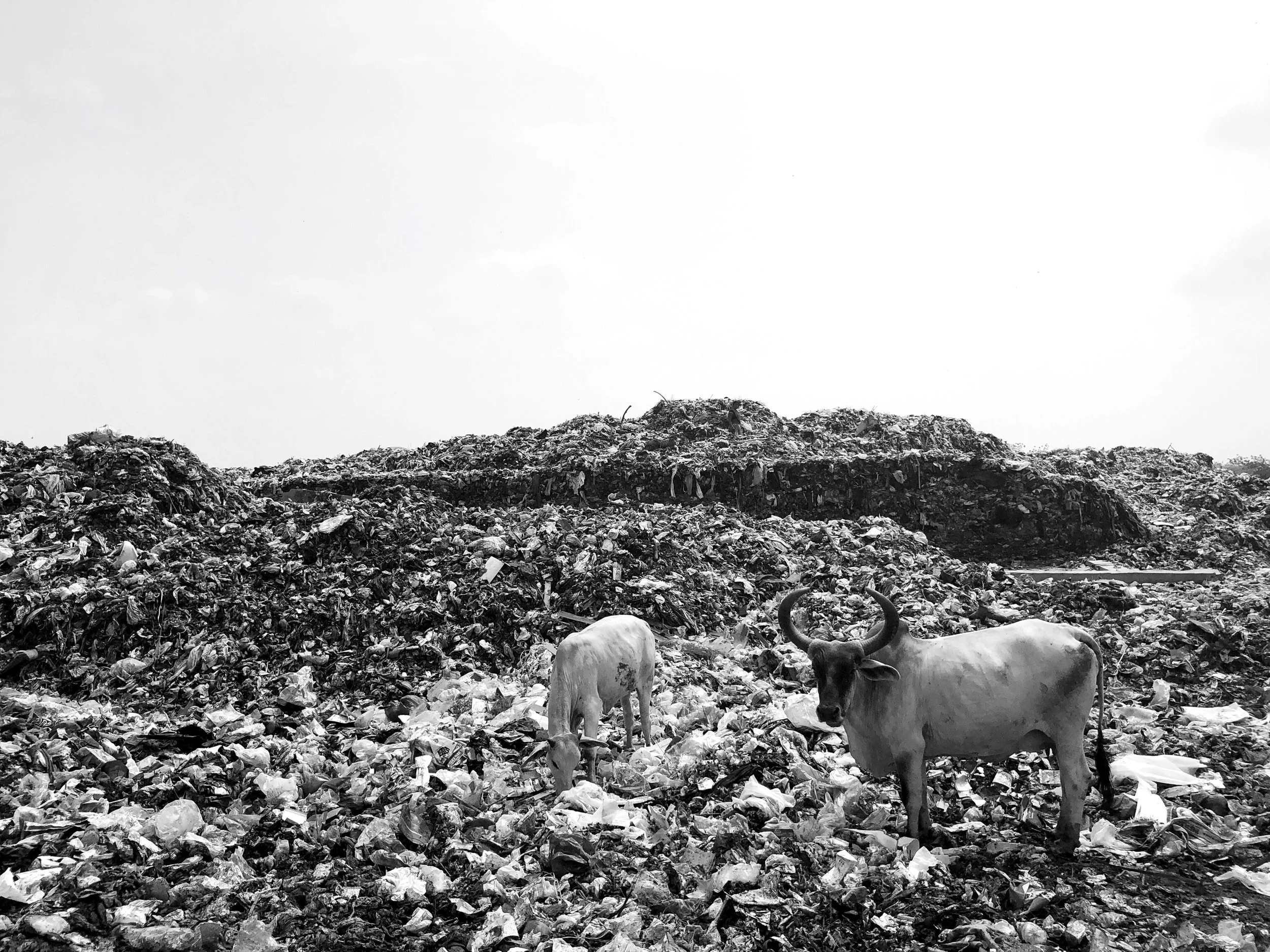 Animals amongst rubbish.