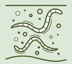 Healthy Soil: Boost organic matter stimulate benefical microbes.