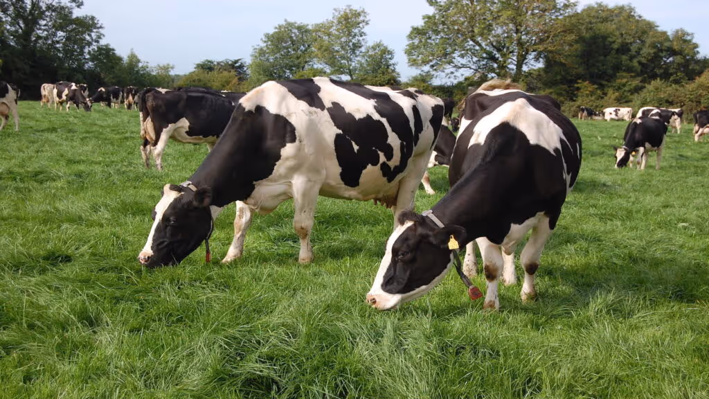 The Grass Roots of Biofert