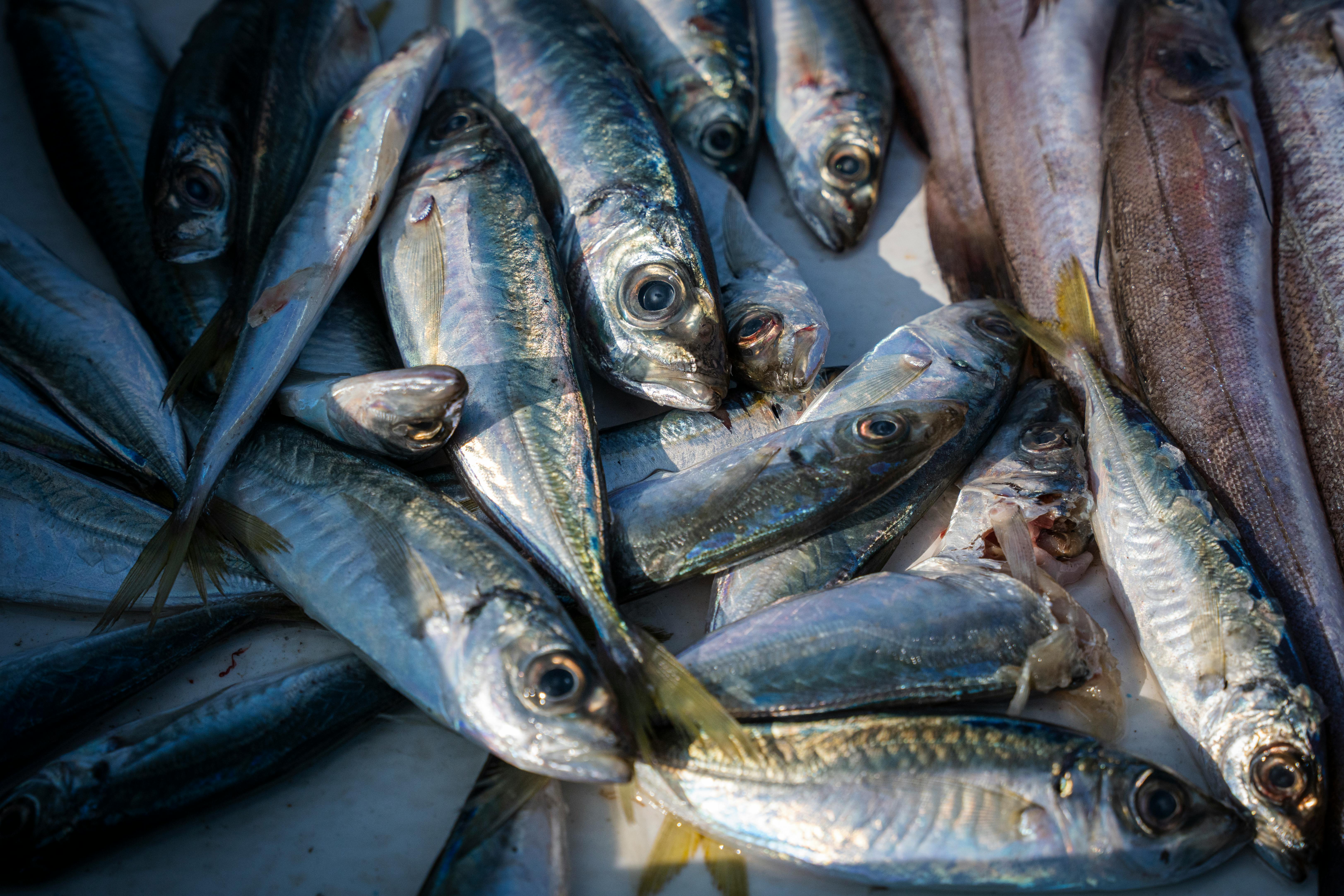 Biofert – From Fish Waste to Soil Health