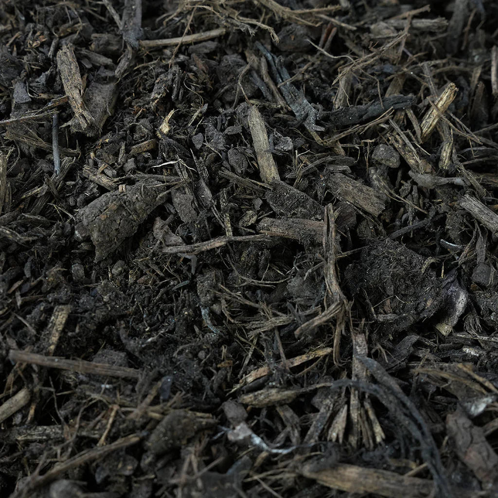 Mushroom magic – a living mulch for stronger roots and healthier soil.
