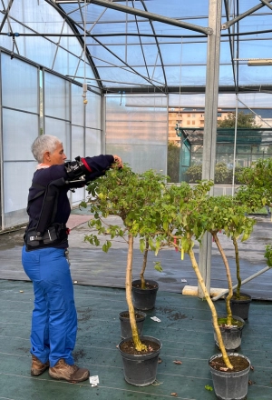 Entretien des plantes