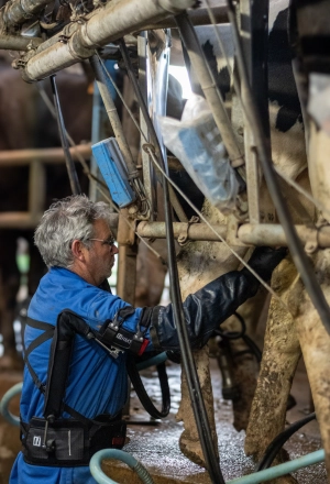 Traite de vache avec un exosquelette