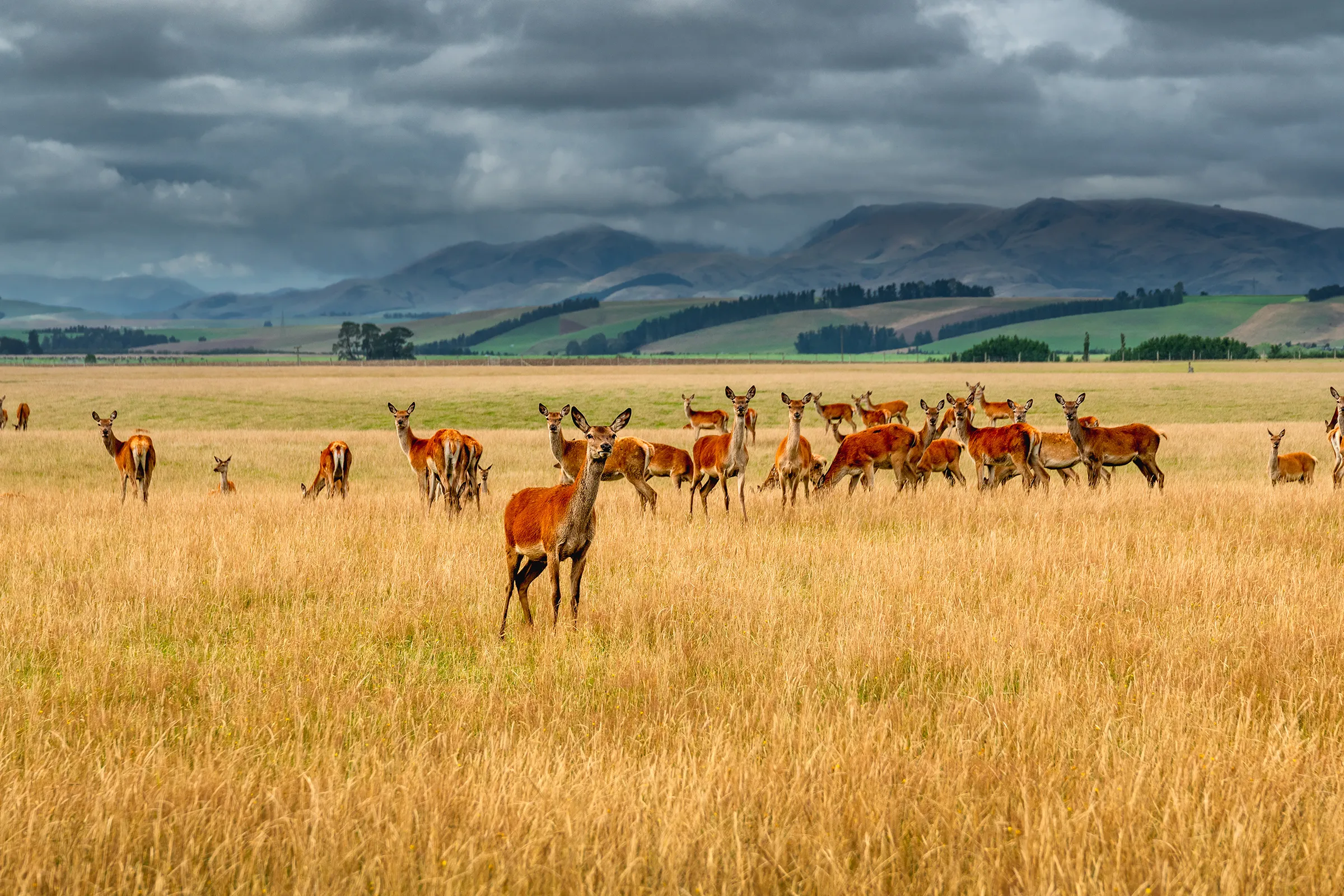 Herd of deer standing and grazing in a golden field with rolling hills and a cloudy sky in the background.