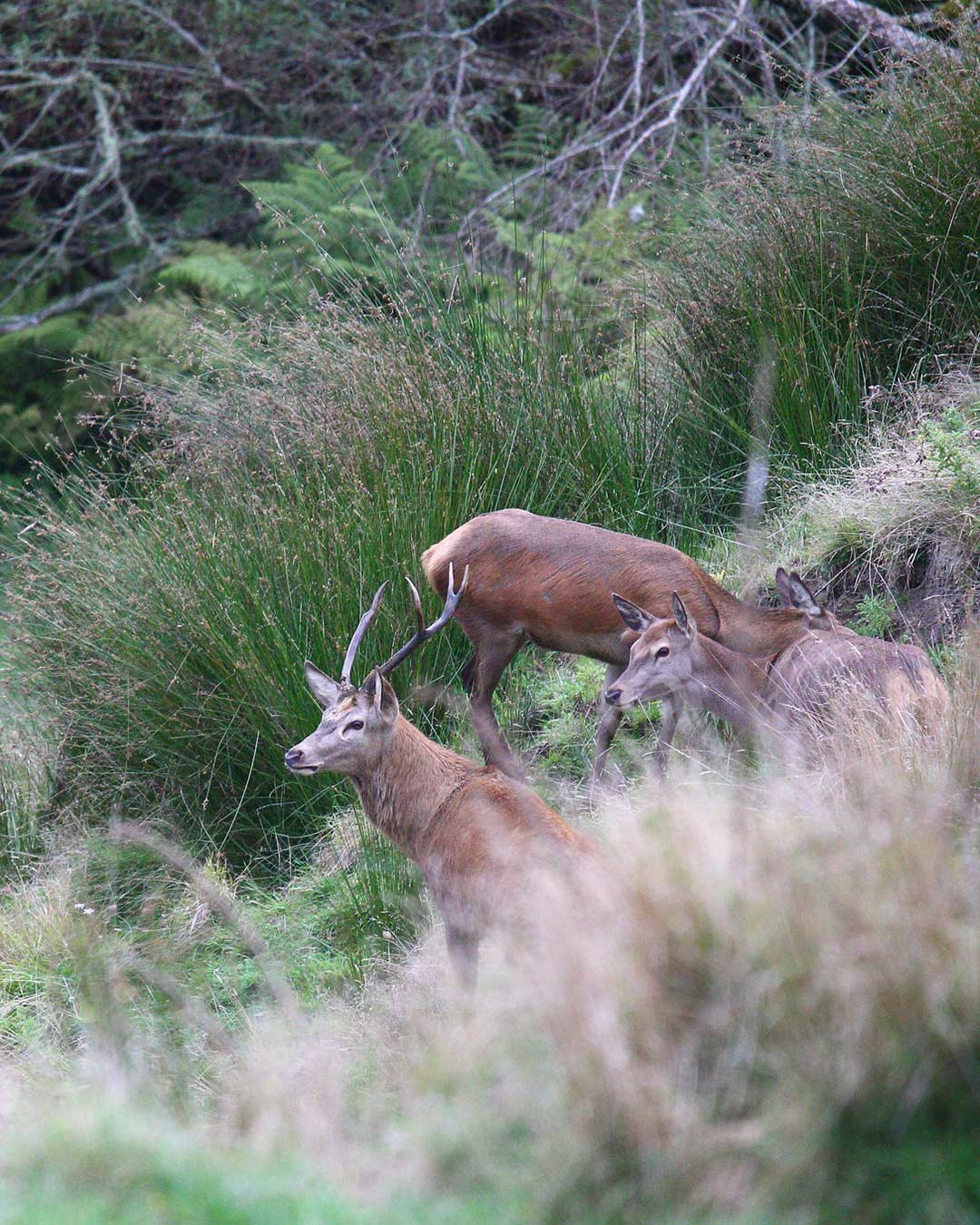 Three deer, including a stag with antlers, standing on a grassy hillside surrounded by dense green foliage.