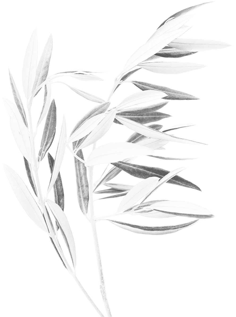 Olive leaf background