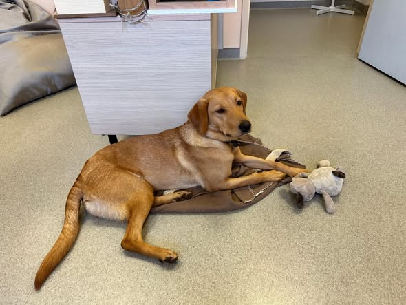 Image d'un chien allongé au sein du service UAPED du CHU de Besançon