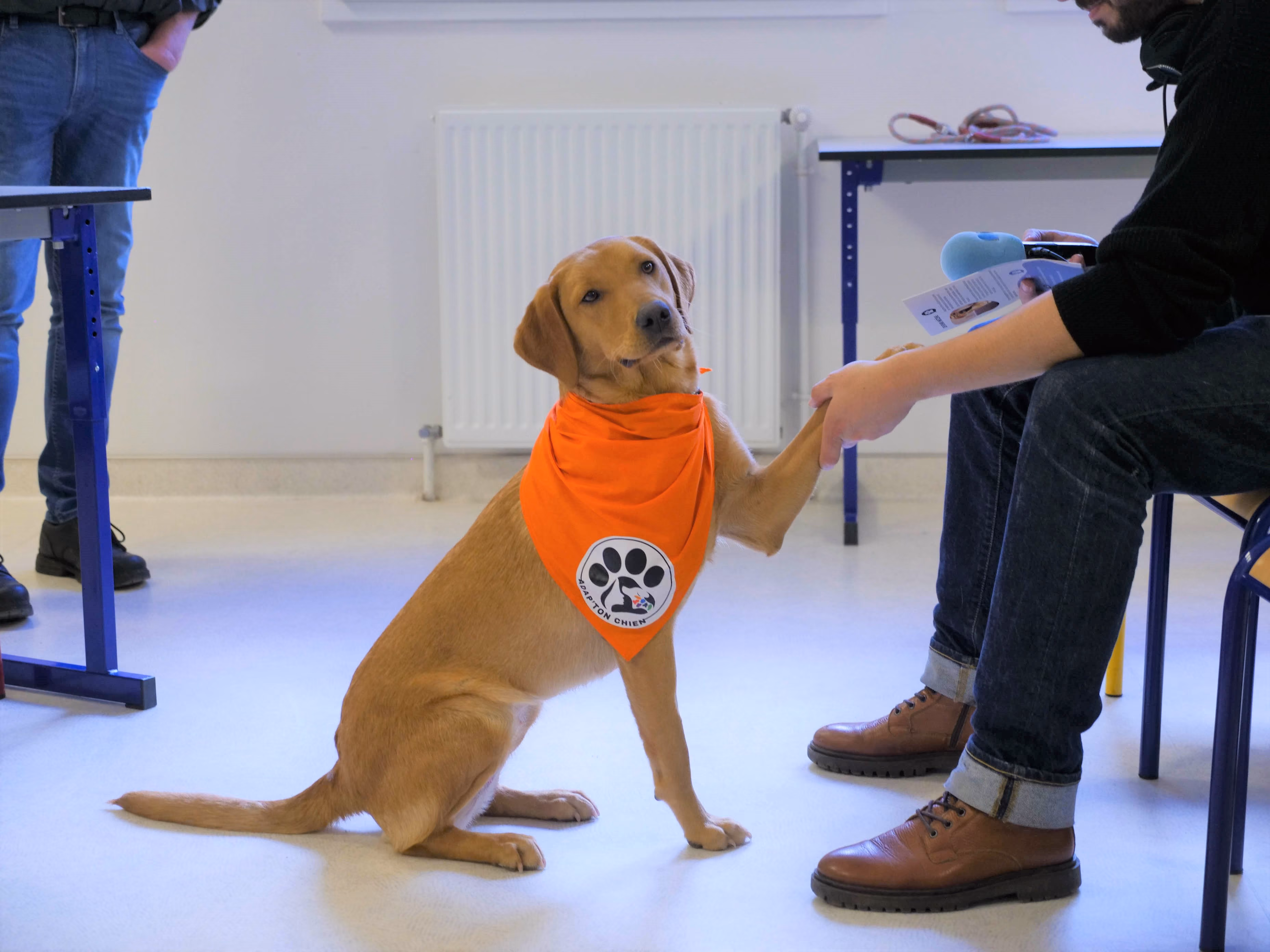 Image d'un labrador assis donnant la pate