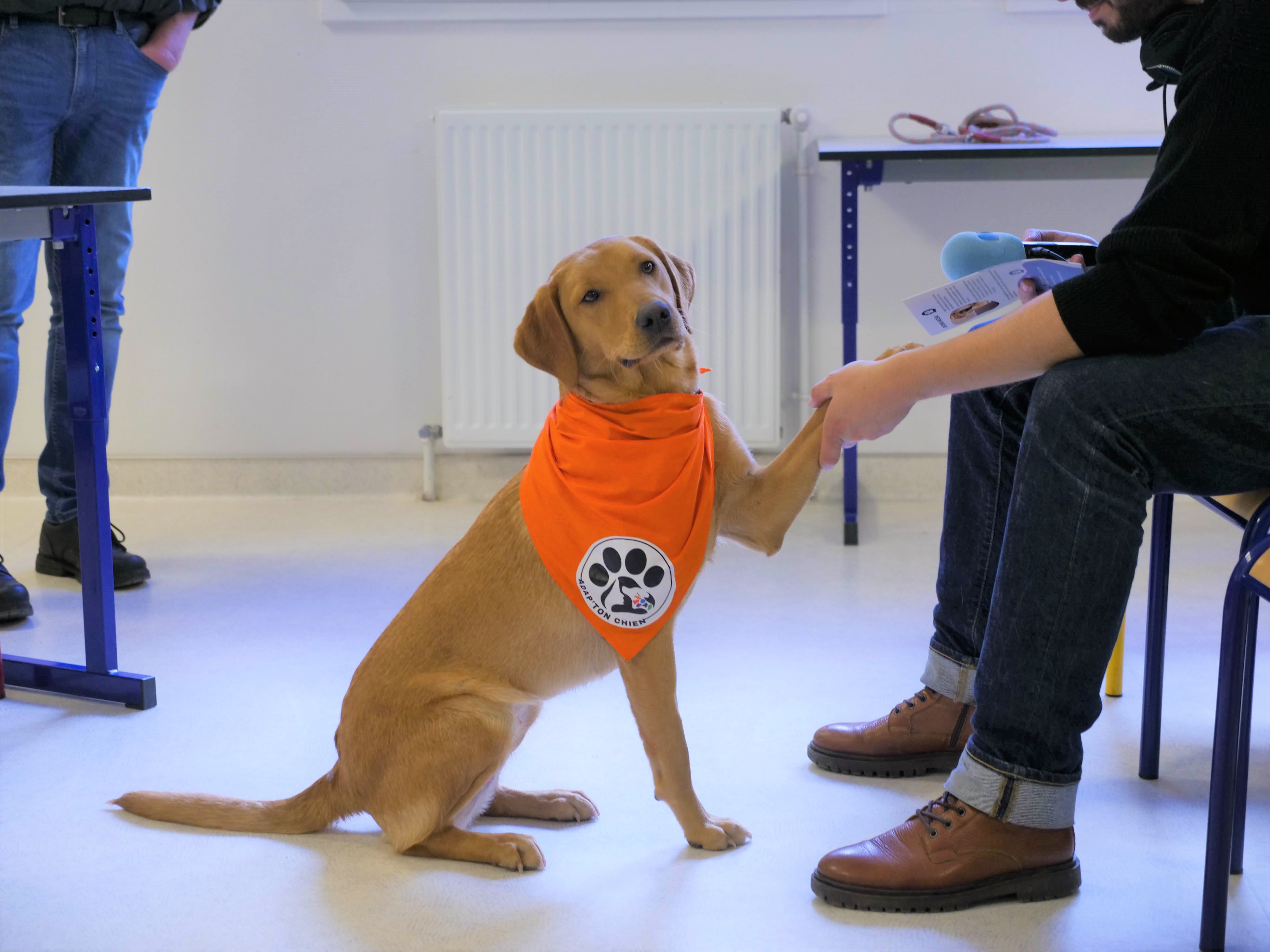 Image d'un labrador assis donnant la pate
