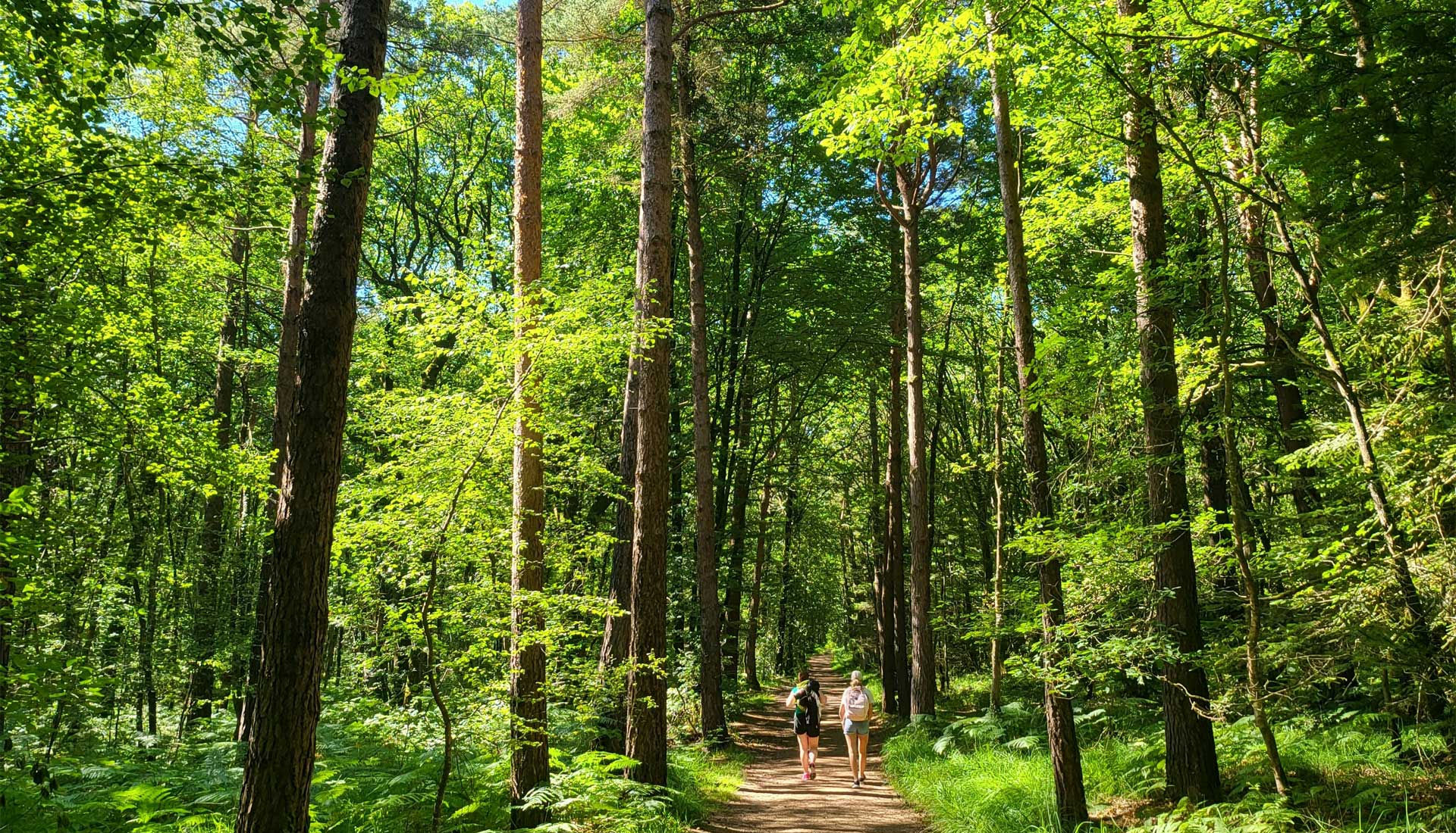Forêt d'avenir Franche-Comté avec deux randonneurs