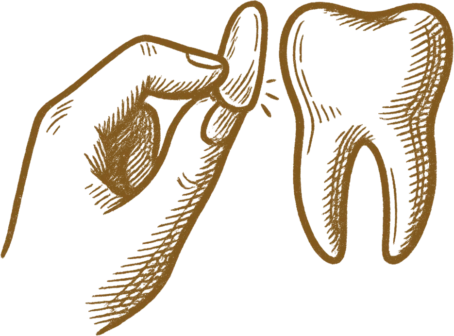 Dental illustration of teeth and gums in brown sketch style