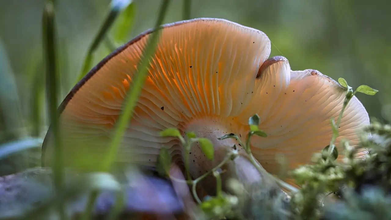 Ein Lamellenpilz der seitlich auf dem Waldboden liegt, umgebend von Grashalmen.