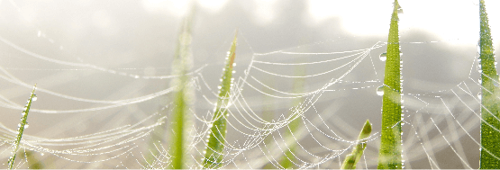 accompagnement tetes de reseau association