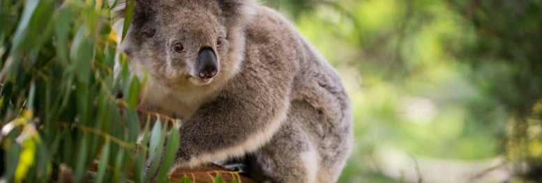 association protection animaux