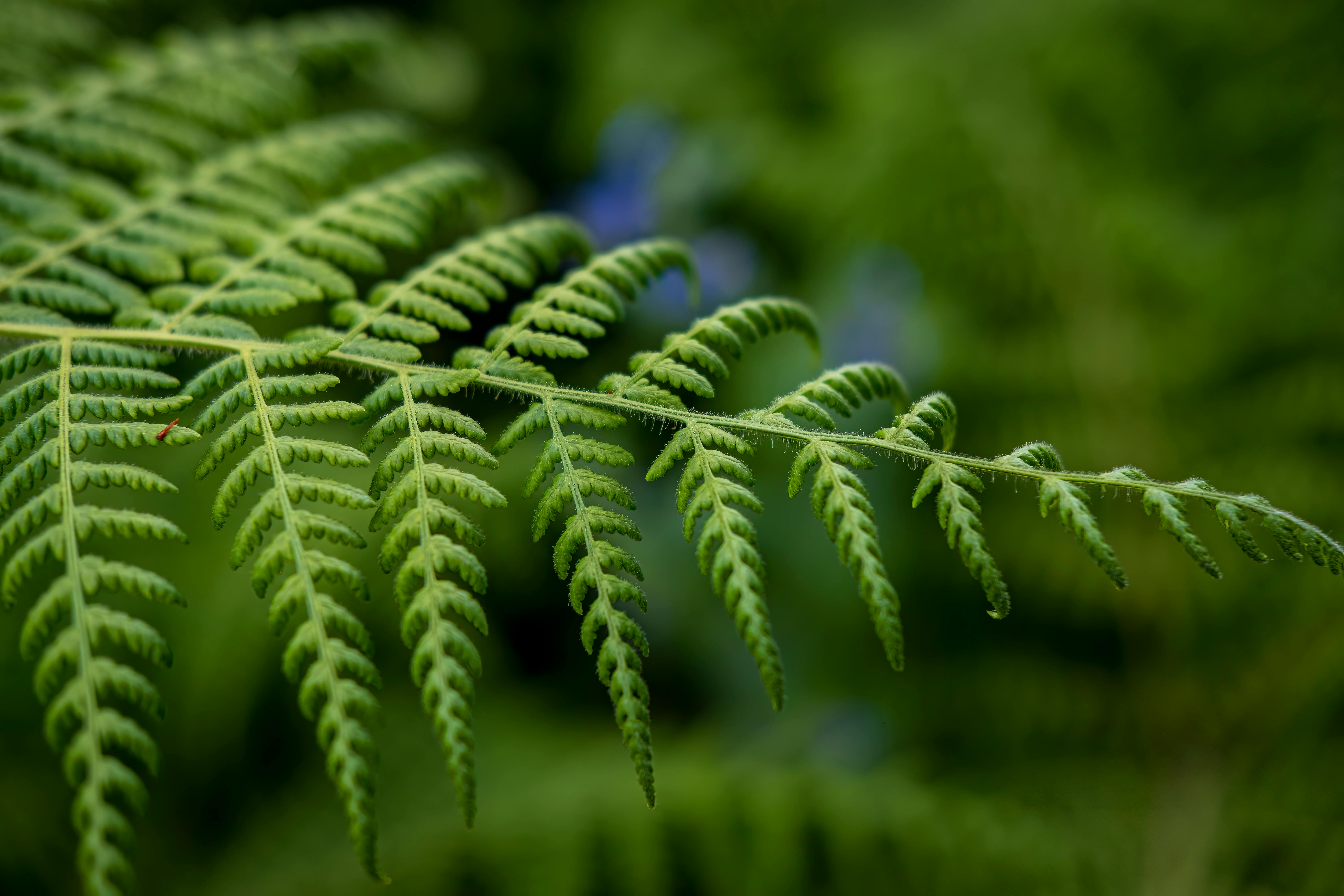 Gros plan sur une feuille de fougère verte avec ses détails délicats sur fond flou naturel.