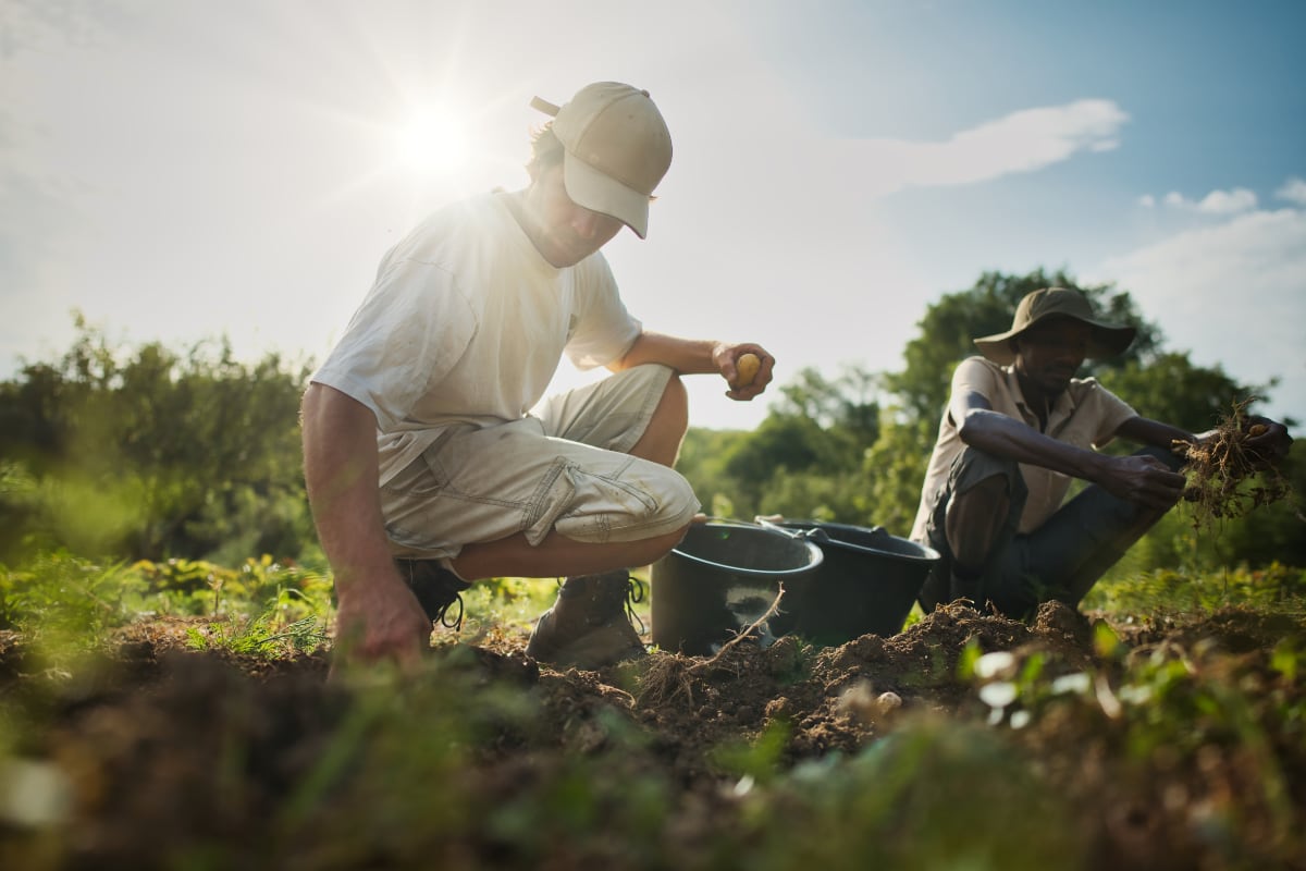 Deux agriculteurs récoltent des légumes à la main dans un champ ensoleillé.