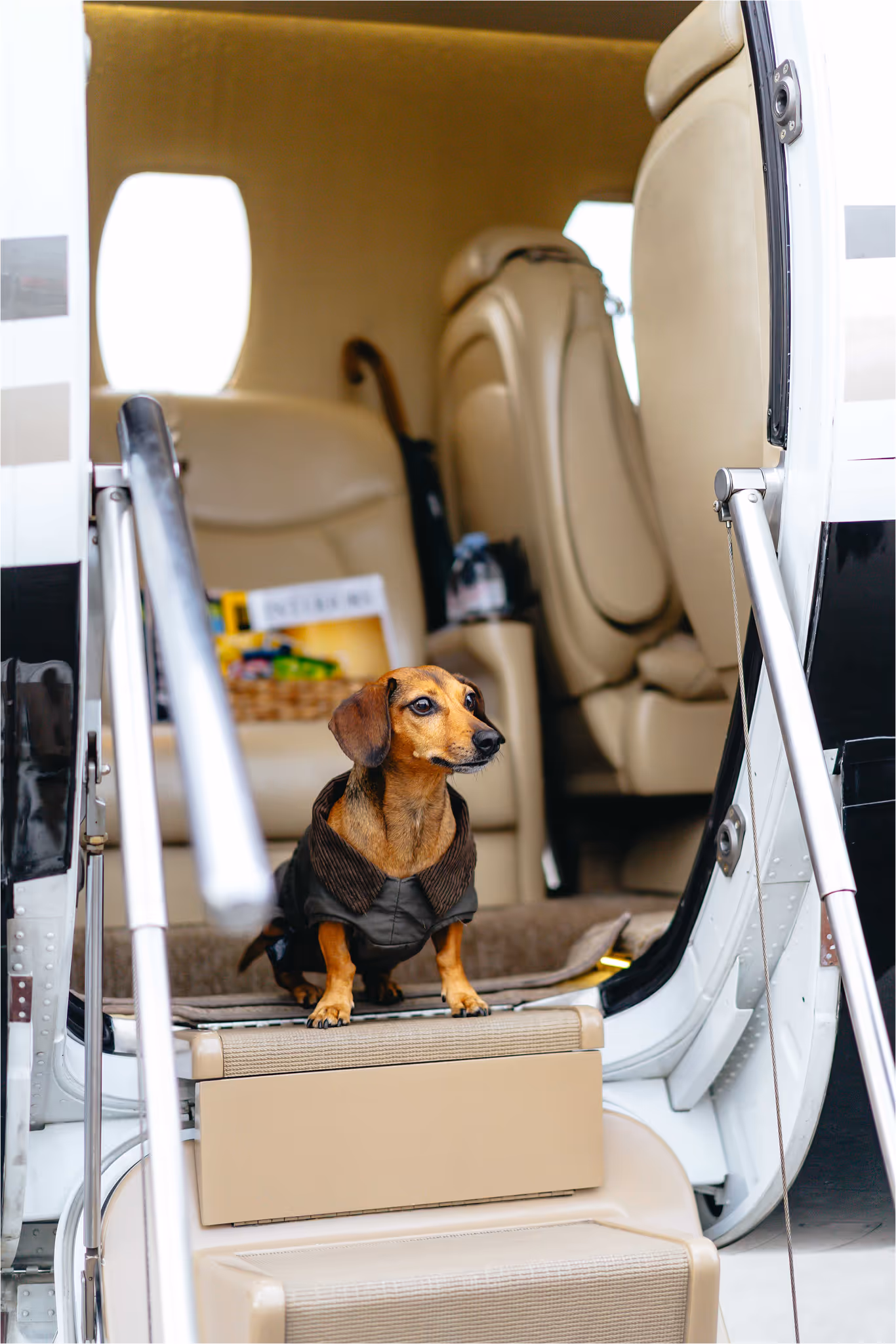 A cute dog sitting in the jet's door
