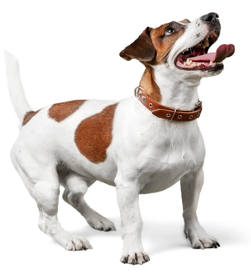 A white and brown dog with a brown collar.