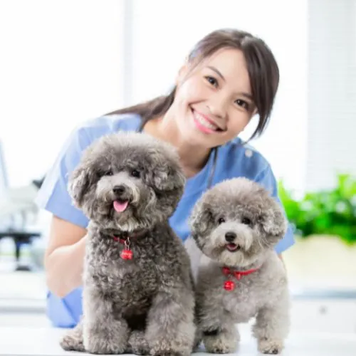 A woman holding two small dogs.