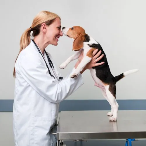 Veterinarian and beagle dog on an examination table in a veterinary clinic.